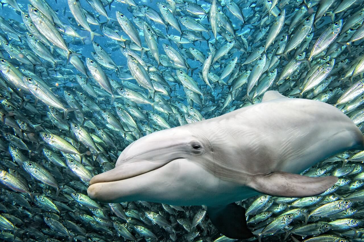 Sardine Run