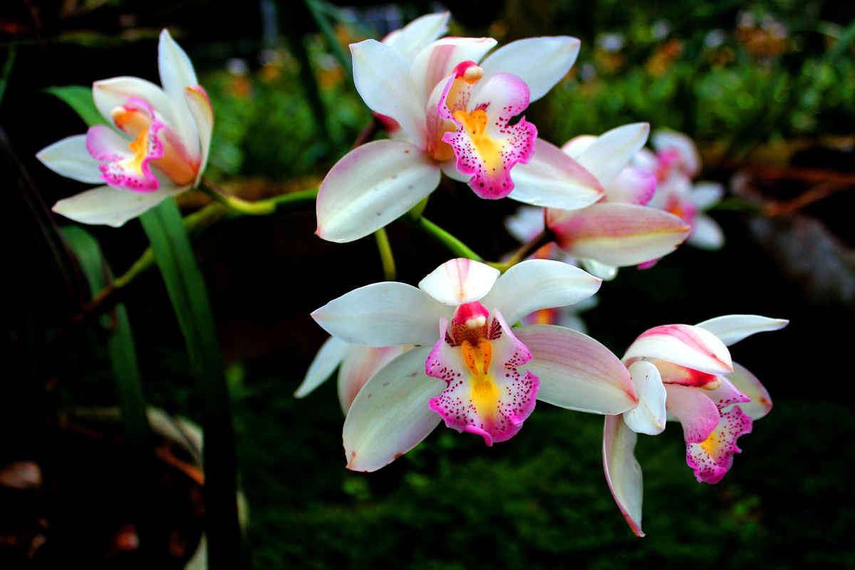 Orchids