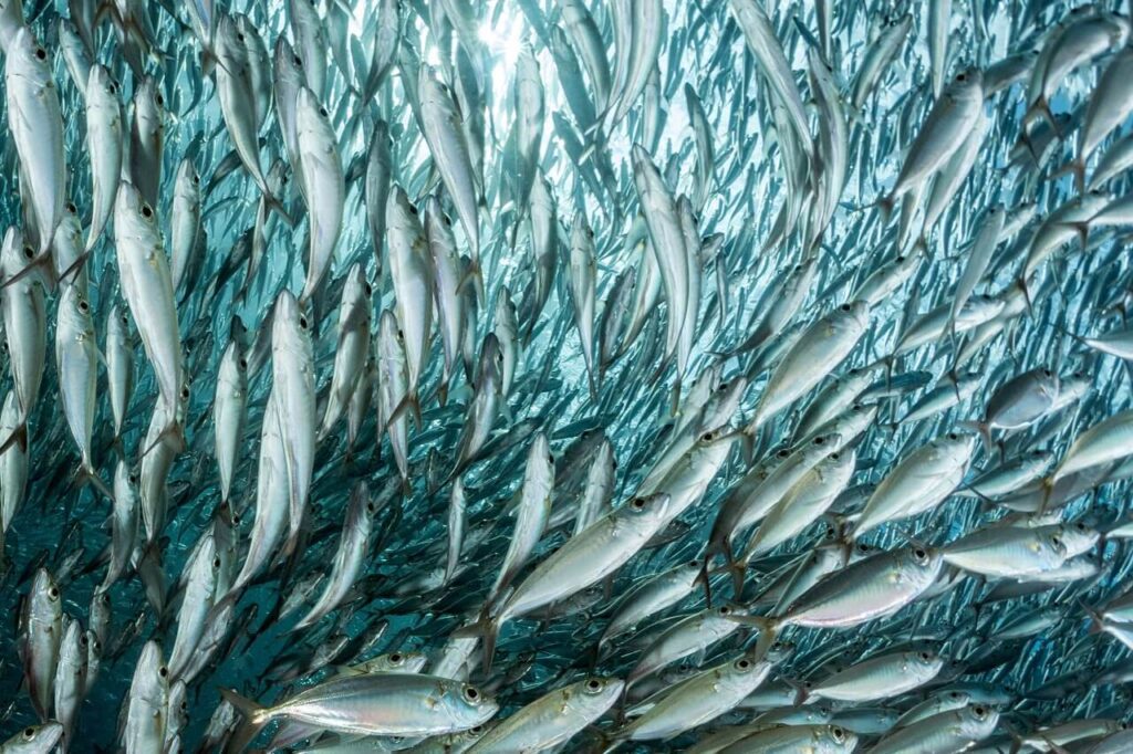Sardine run