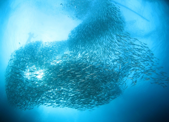 Catching the Magic of the 2026 Sardine Run